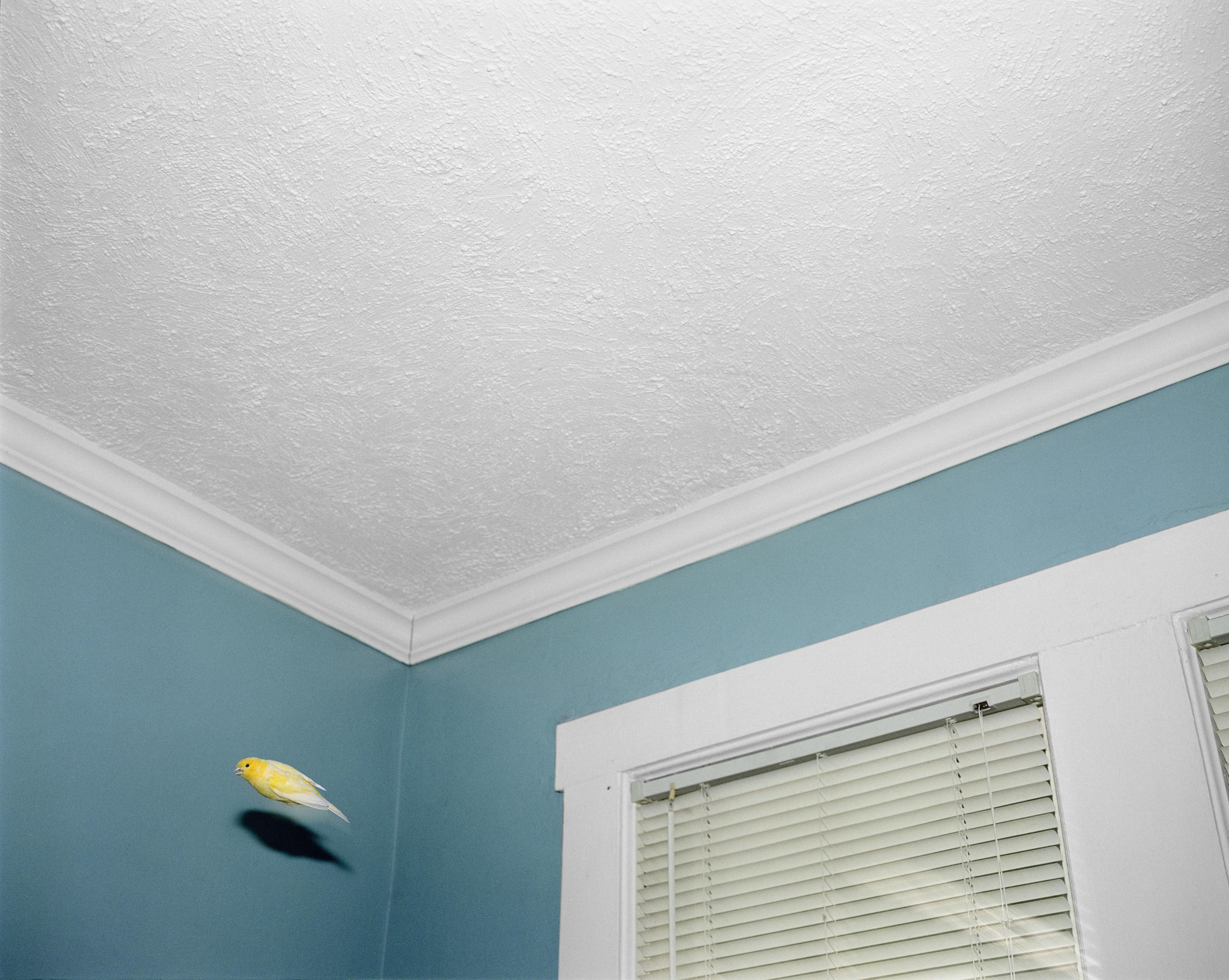 A small yellow bird flies in the corner of a blue room with a white ceiling.