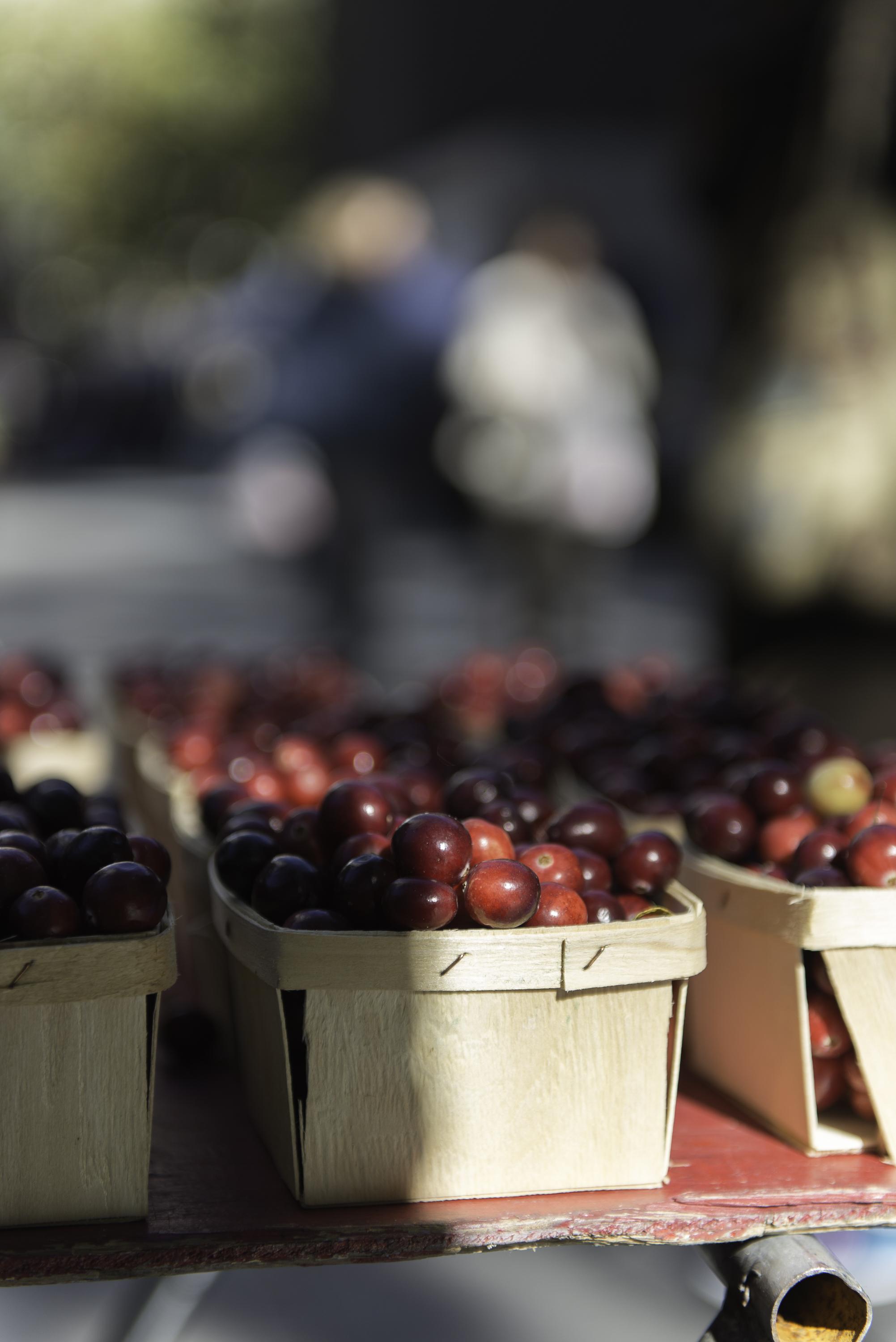 Close-up of small baskets full of fresh cranberries