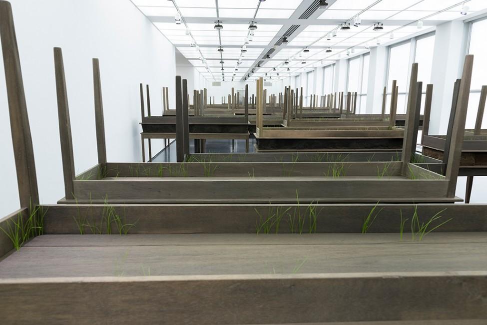 Several dozen rectangular wooden tables with secondary identical tables stacked upside-down on top have thin blades of green grass poking out.