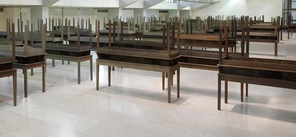 Several dozen rectangular wooden tables with secondary identical tables stacked upside-down on top have thin blades of green grass poking out.