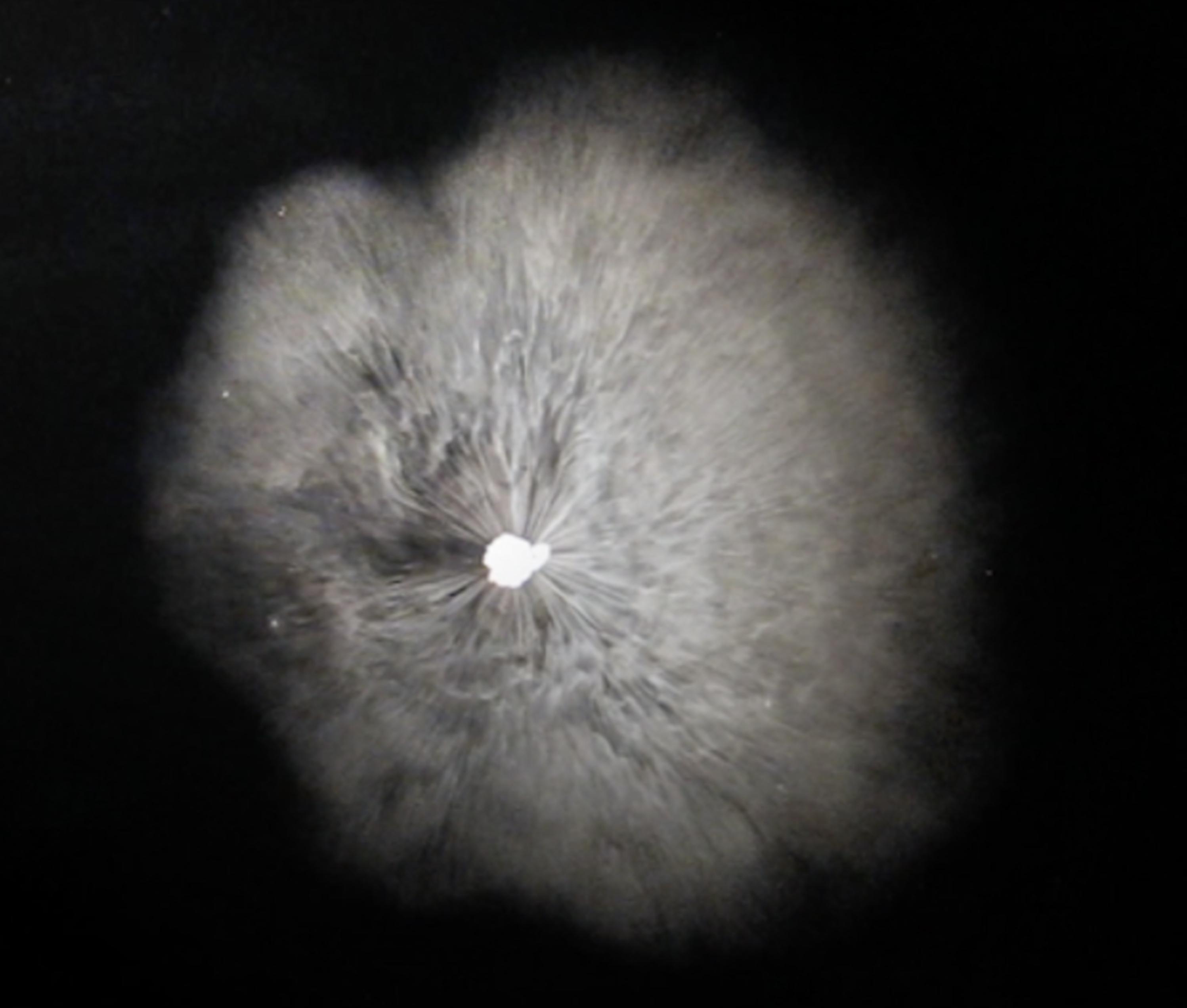 Just right of center, an organic round shape in a hazy light gray seems to emerge from a jet black background. It hovers around or behind a bright white spot at its center.