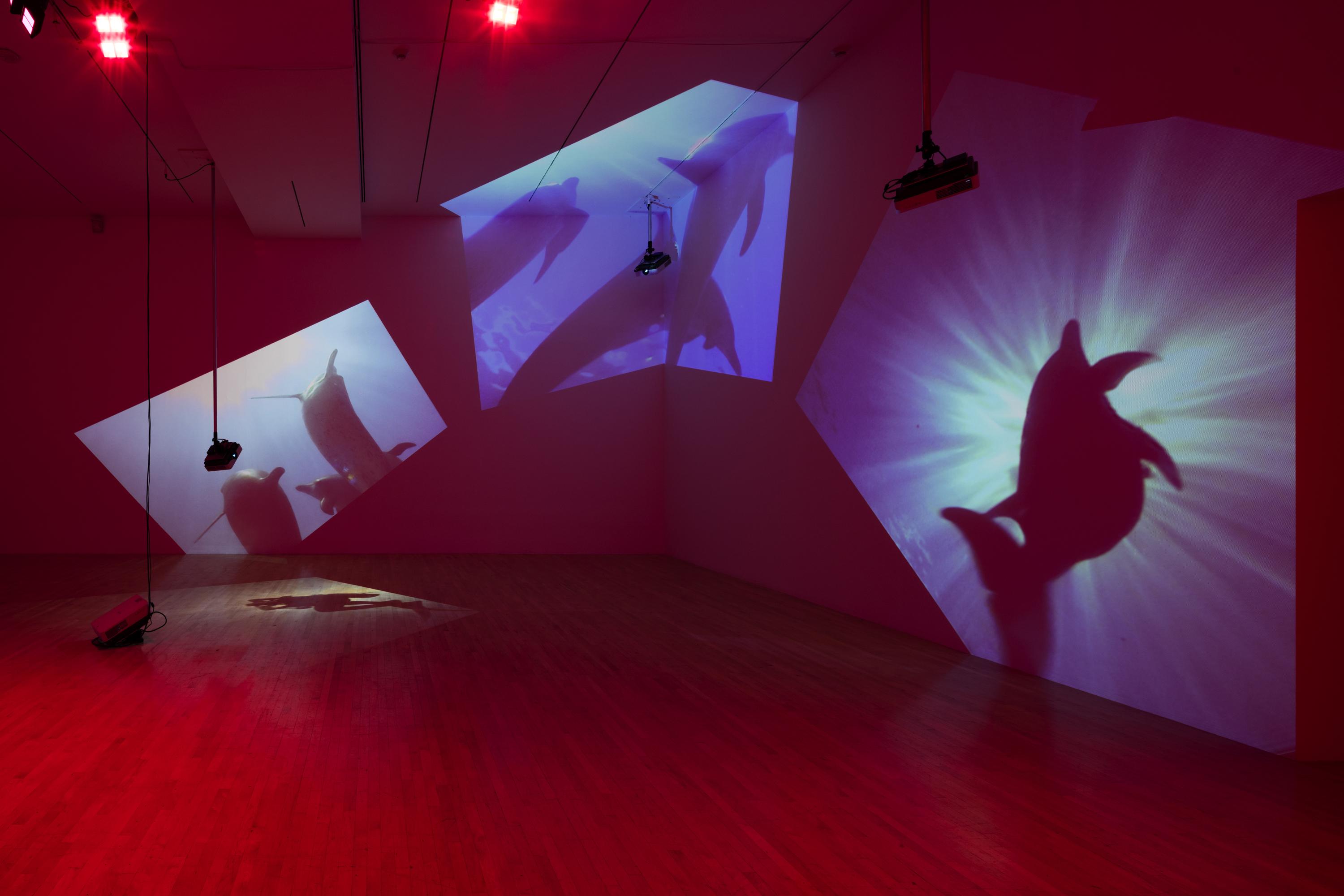 A gallery installation featuring three videos of dolphins underwater projected on the walls and floor. The projectors are visibly suspended at varied heights in the magenta-colored room.