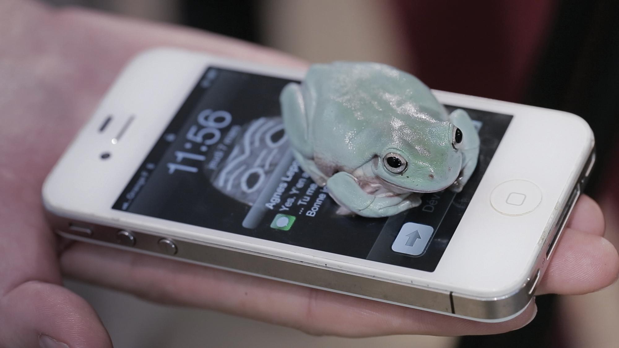 A frog sits on a cellphone, partially obscuring its lit screen; the cellphone rests on a person's outstretched palm.