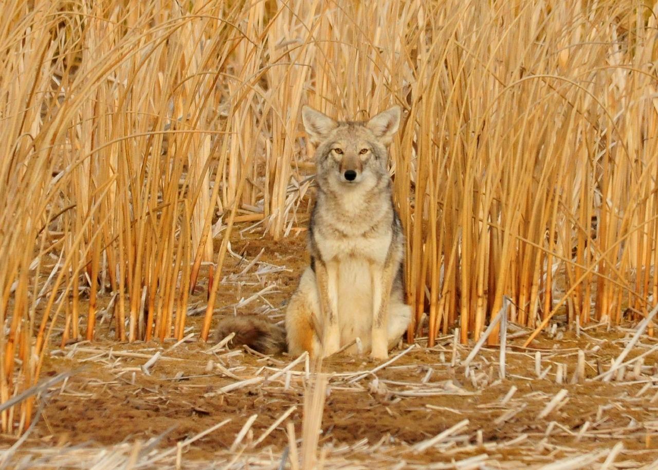 A coyote sits amid tall yellow grass that almost blends *in* with its tan fur.