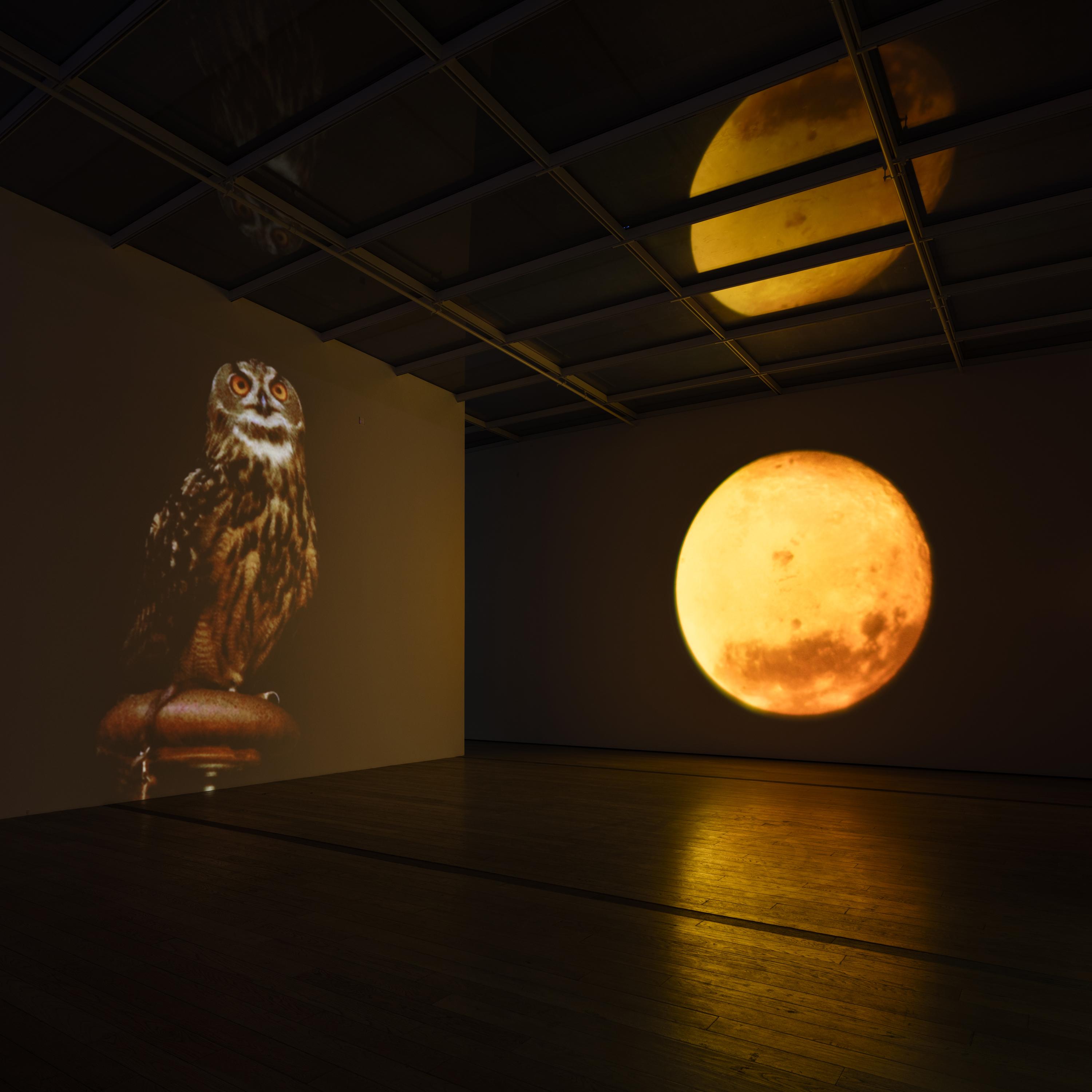 Enormous video projections of an owl and a glowing yellow moon fill two adjoining walls of a dark room.