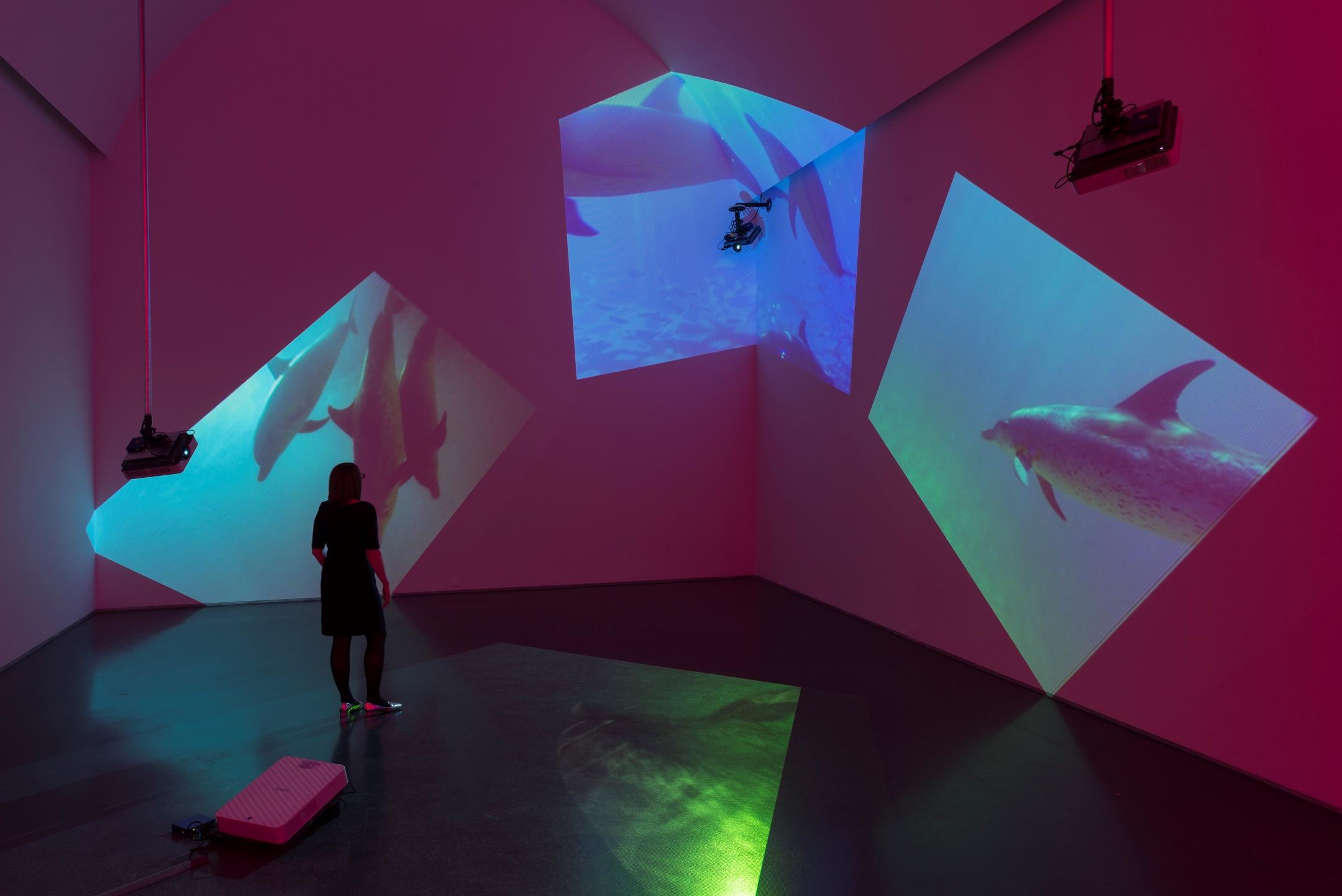 Four trapezoidal projections of a pod of dolphins in varying shades of blue and green are projected onto three red walls and the dark floor of a large gallery. Three of the cameras projecting the videos are visible, suspended from the ceiling.