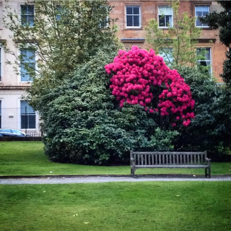 In this photograph, an empty wooden bench sits on a garden path in front of a large group of bushes, one bush blooming fuschia flowers.