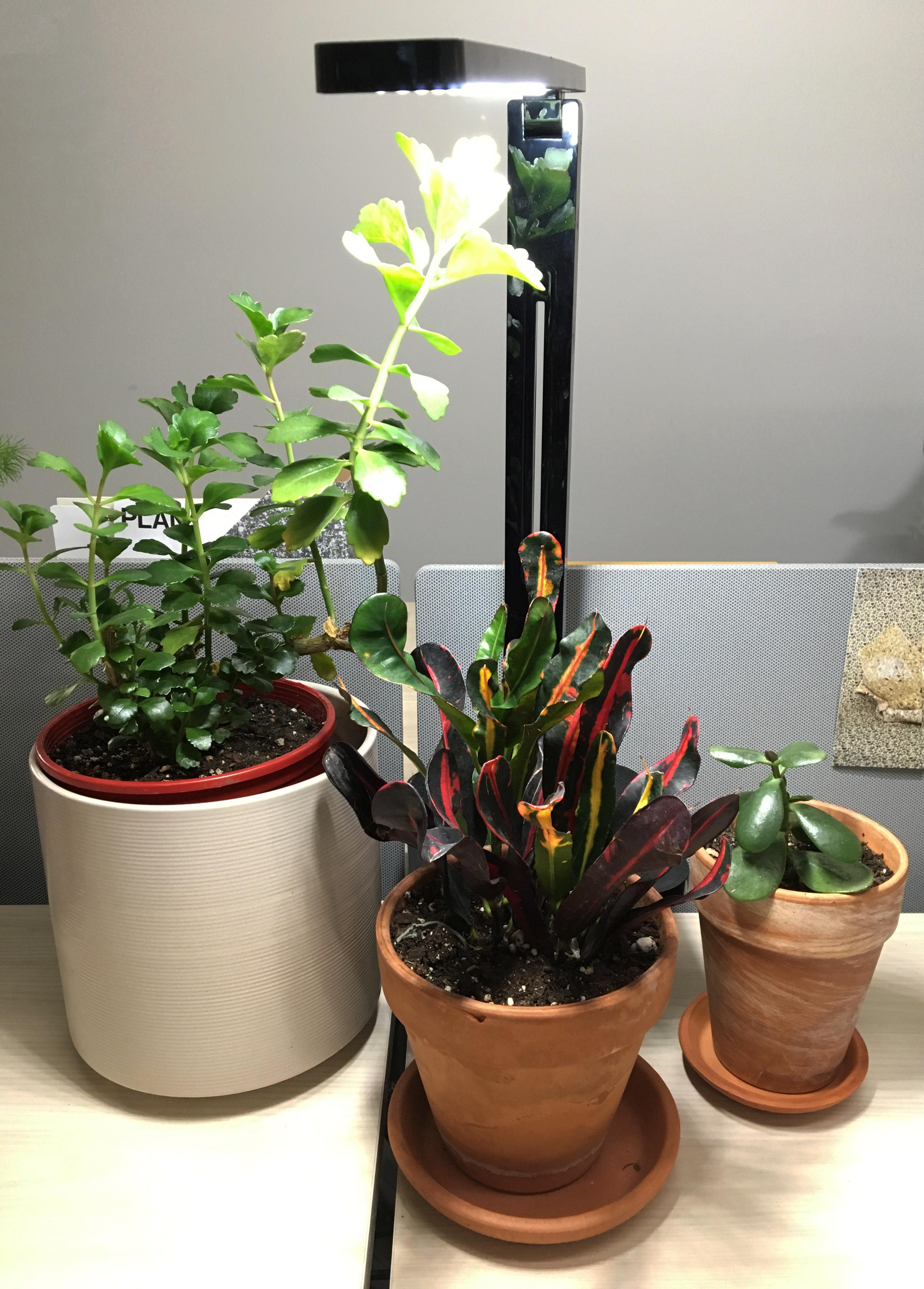 Three plants in ceramic pots sit on an office desk, illuminated by a minimal, LED light.