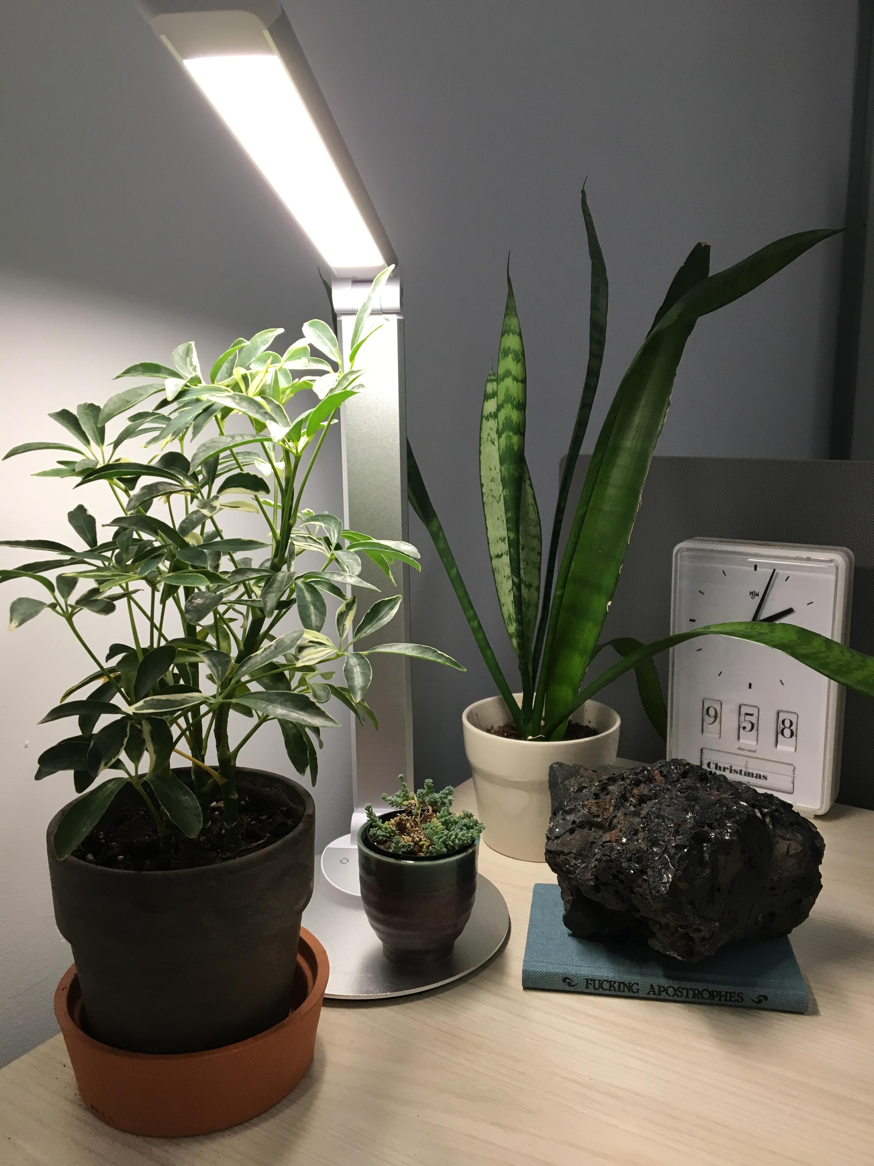 Three plants, a rectangular clock, and a rock sit on an office desk, illuminated by a minimal, LED desk light.