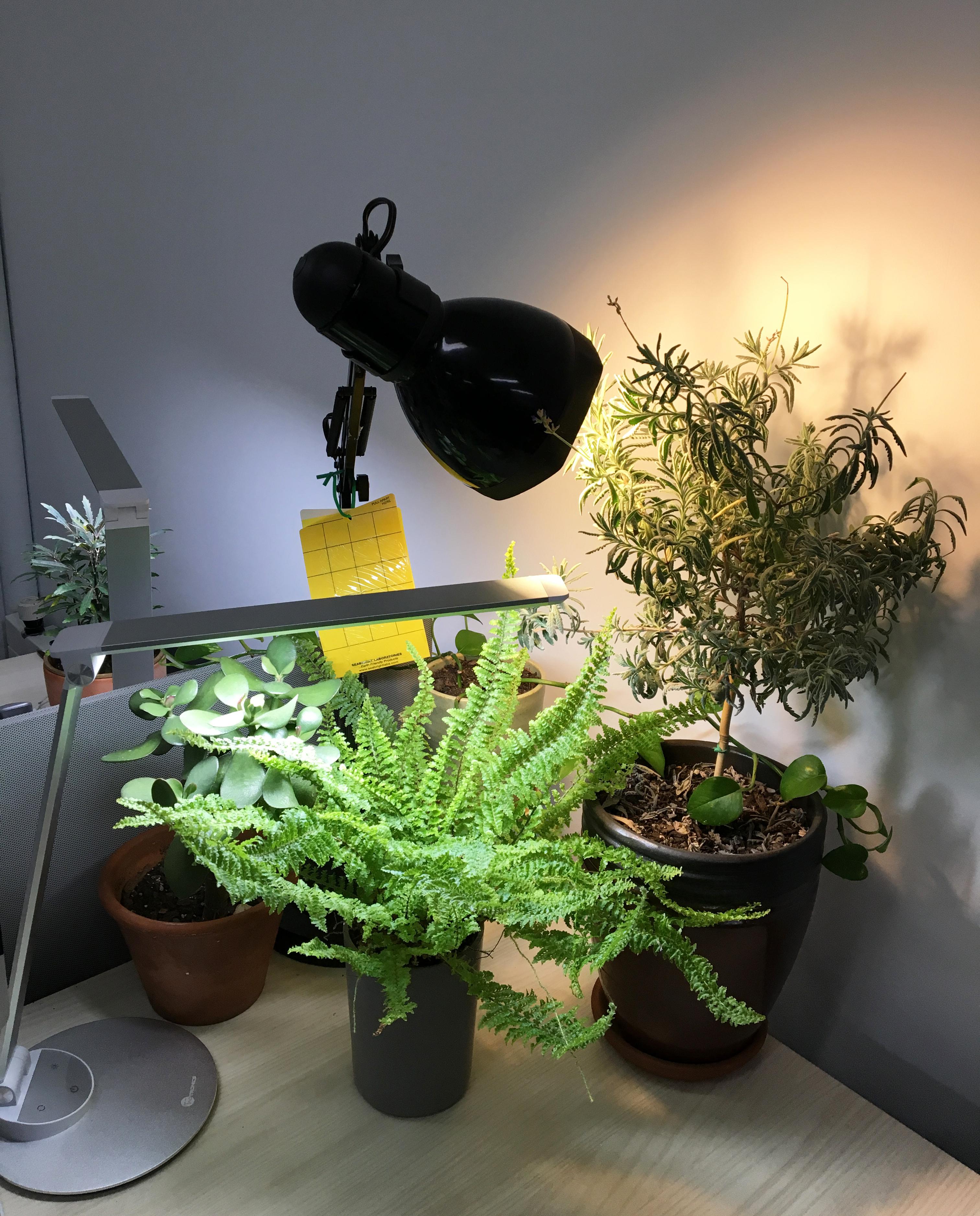 Vibrant green plants of various sizes sit on a table illuminated by desk lamps.