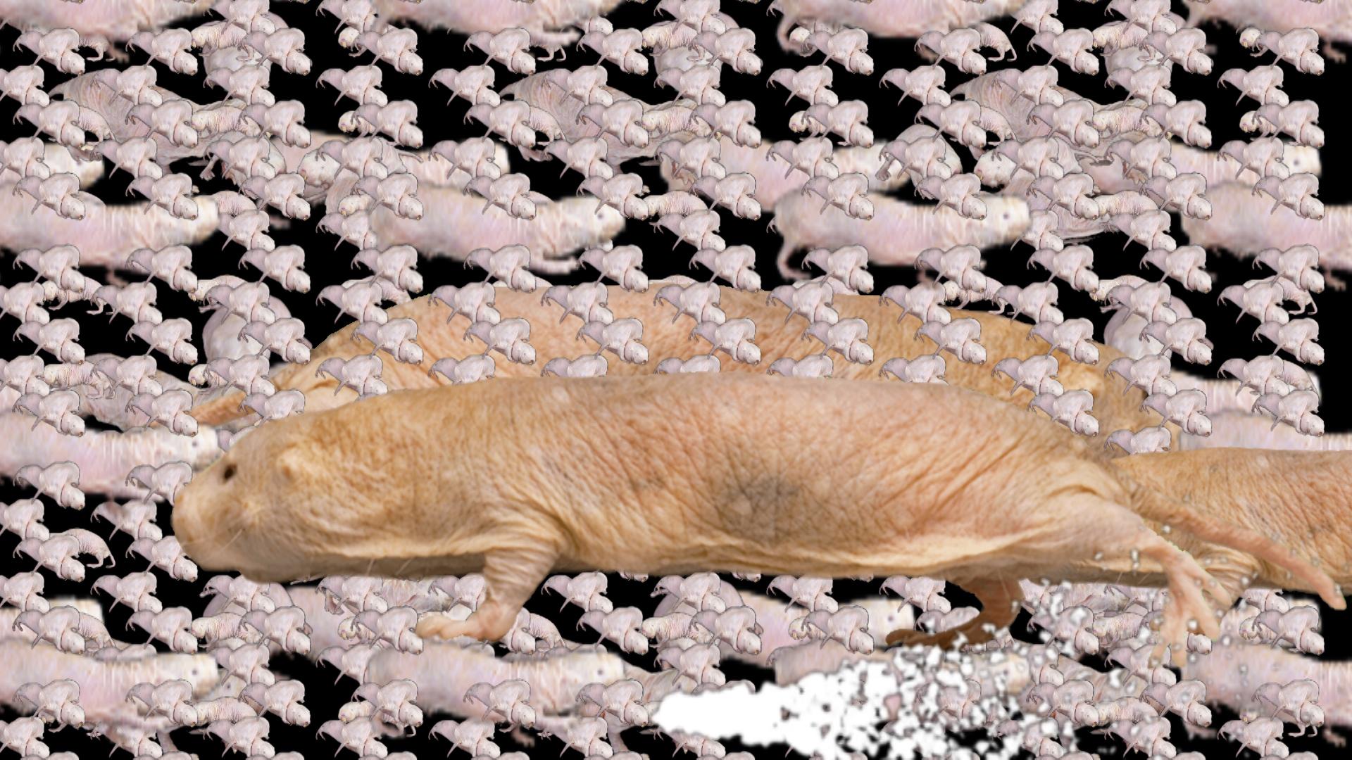 A large image of a naked mole rat appears over many smaller tessellated images of different naked mole rats.