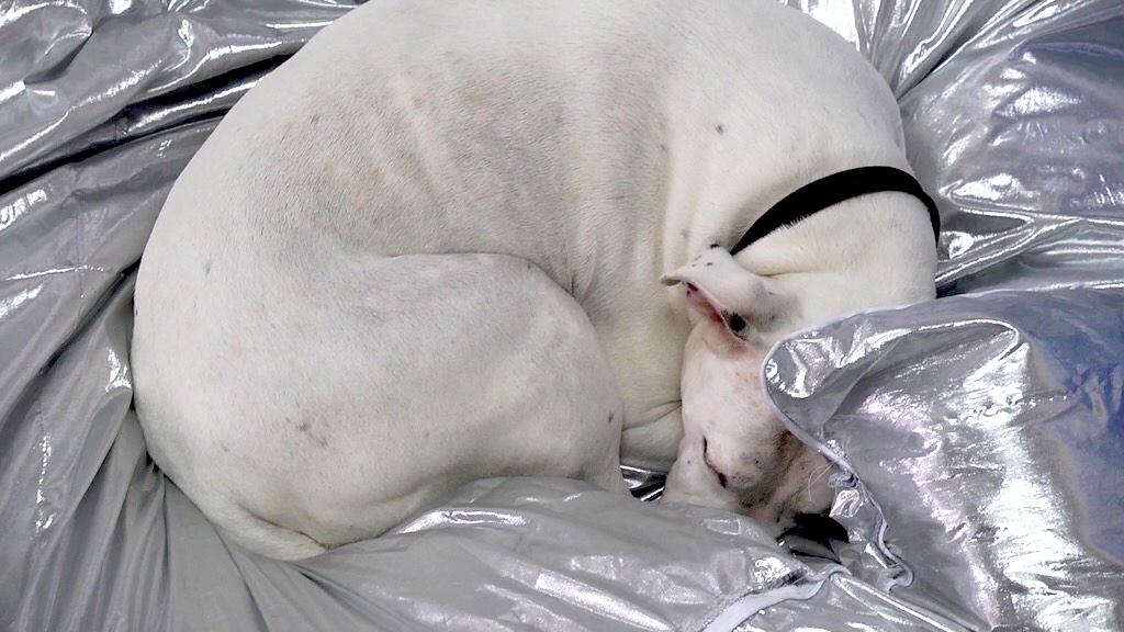 A white dog sleeps curled up on a puffy, metallic silver blanket.