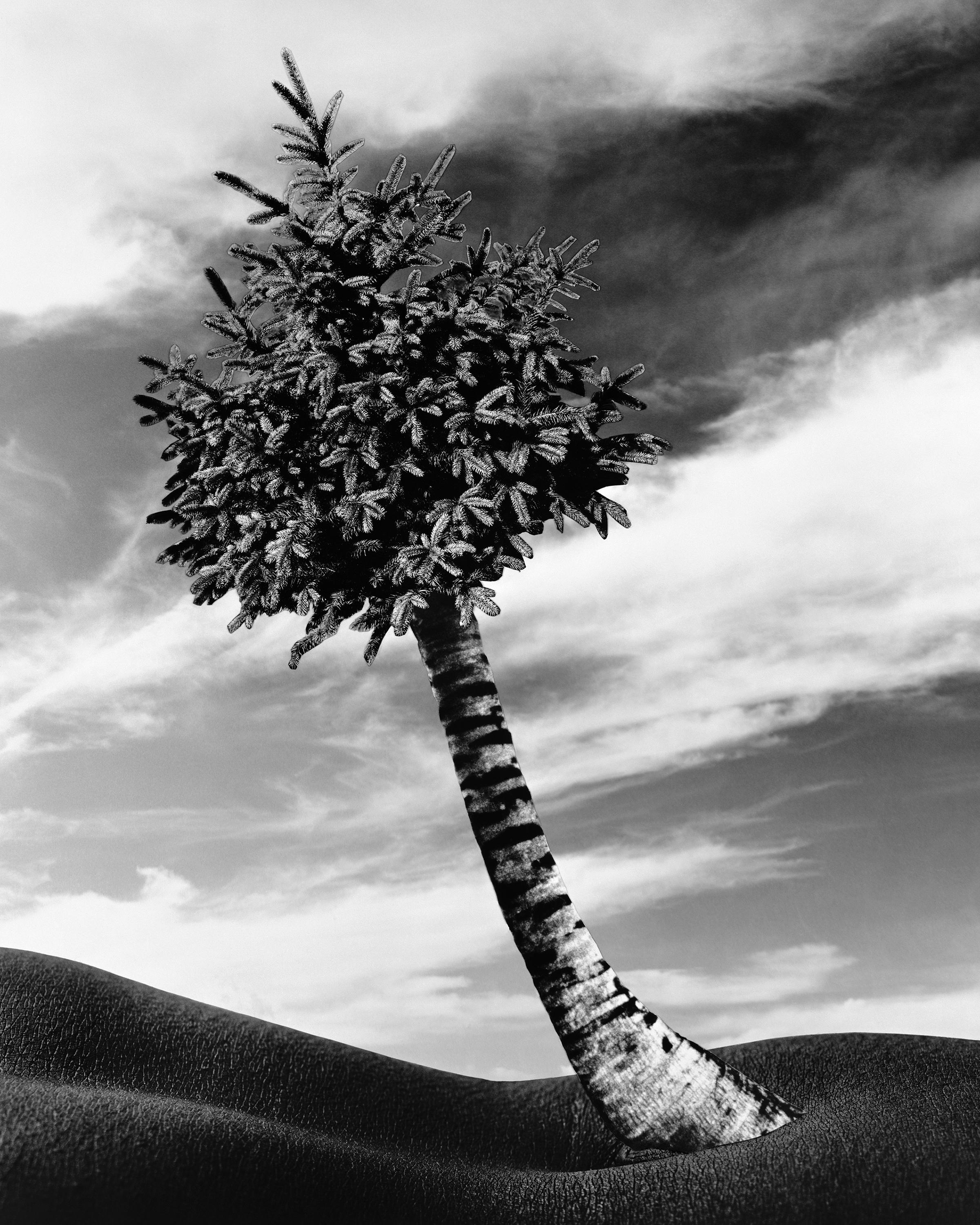 a monochrome composition of an evergreen fir tree with the trunk of a palm tree